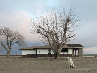 Un perro abandonado en las inmediaciones de una granja deshabitada cerca de Bakersfield (California).