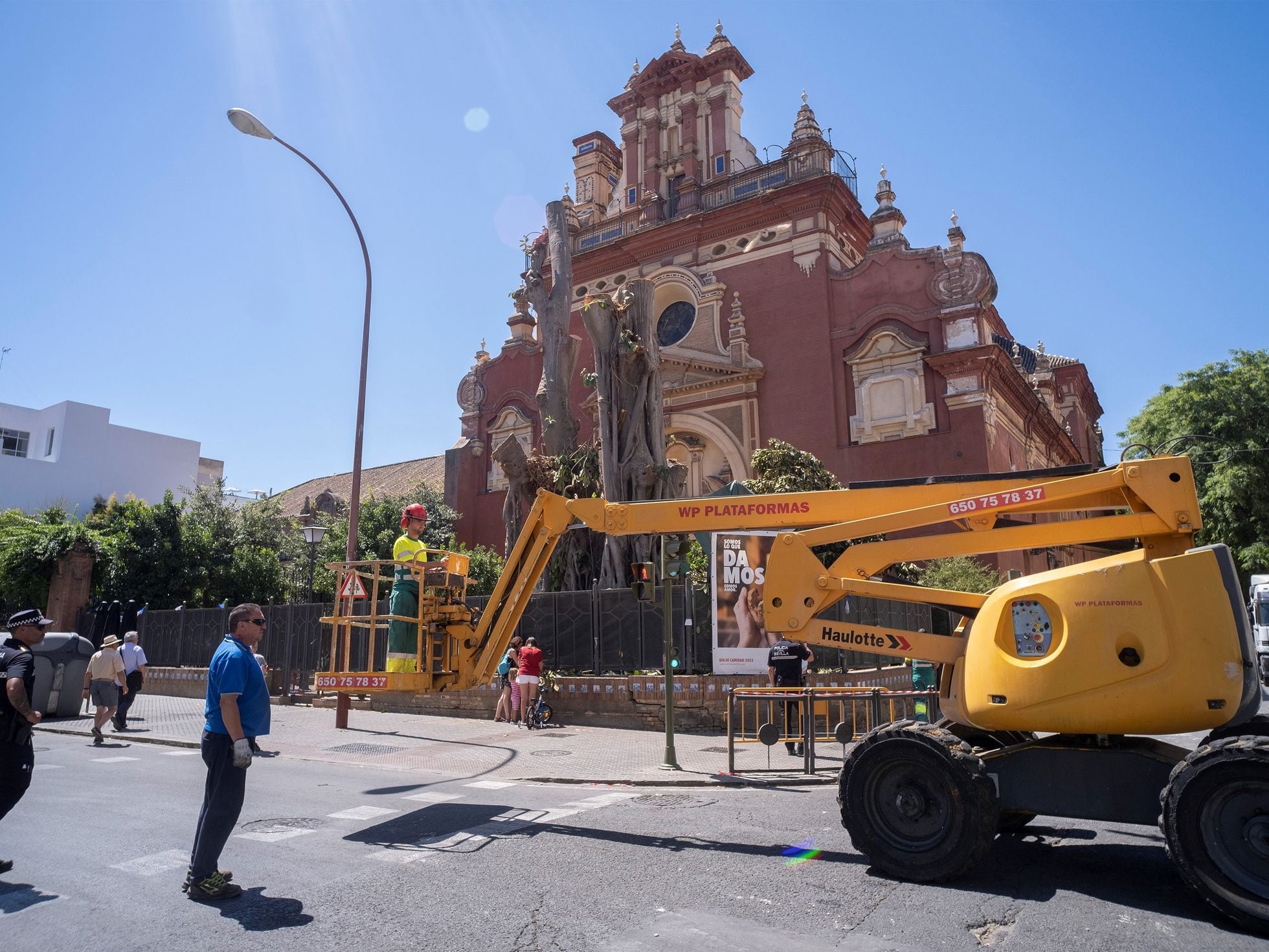 Un juez paraliza la tala del ficus de Sevilla pero llega tarde para salvar  el árbol de 110 años | Andalucía | EL PAÍS