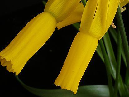 Bellas flores del 'Narcissus cyclamineus', especie que se creyó extinguida, pero que hoy está localizada en Portugal y Galicia.