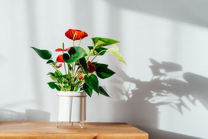 If you have good light, anthurium flowers will have brighter colors and last longer.