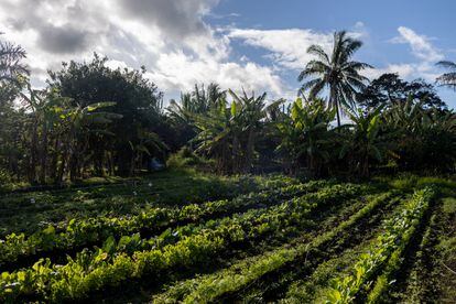 Uno de los huertos sostenibles que crearon los habitantes de la isla tras el cierre del turismo por la pandemia.