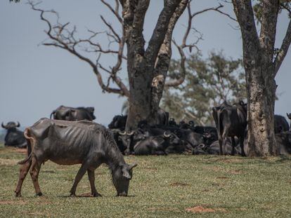 Búfalos abandonados en una granja de Brotas, en el interior de São Paulo.