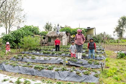 Daniela Catota, integrante de la OMICSE, junto a sus hijos que le ayudan a limpiar los productos cosechados.