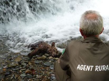 Un &#039;agente rural&#039; observa el osezno muerto.