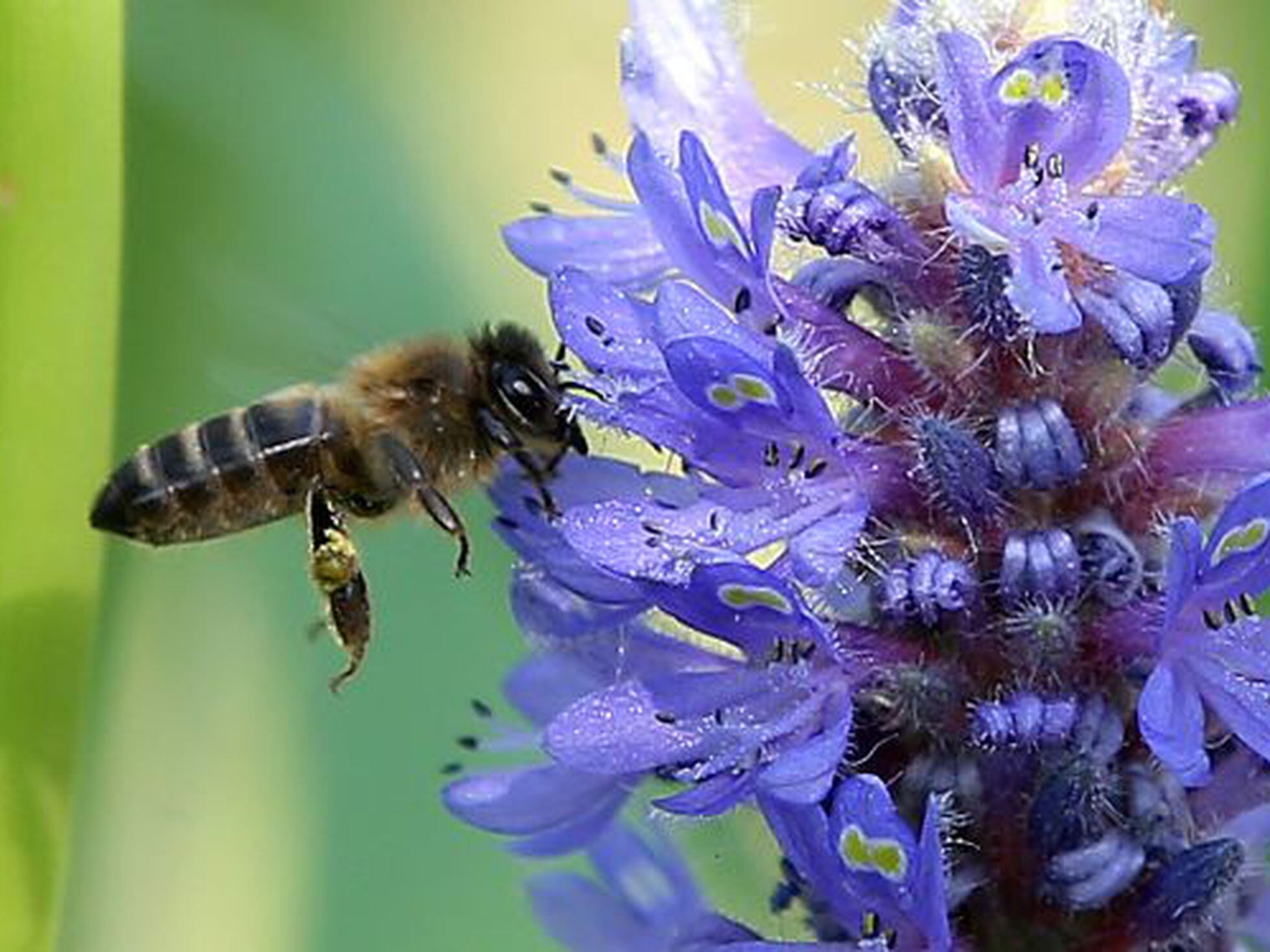 La reducción de variedades flores está matando a las abejas | Ciencia | EL PAÍS