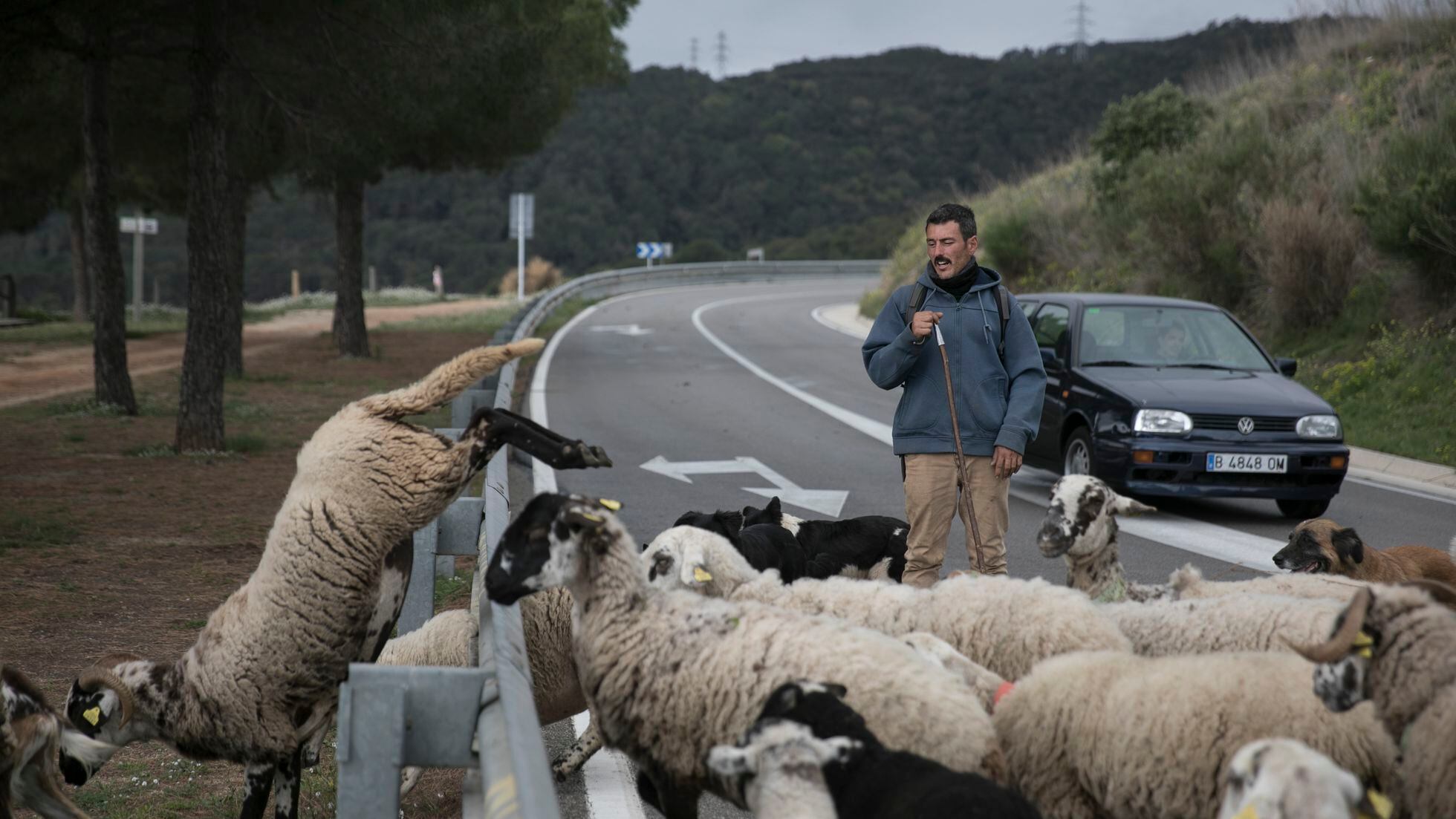 Ovejas y cabras pastando en Barcelona: berridos y cencerros contra los  incendios, Actualidad