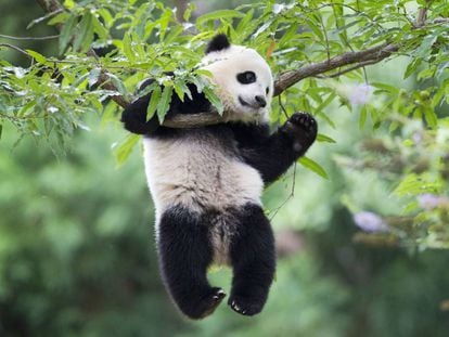Bao Bao, uno de los osos panda estrella de Washington