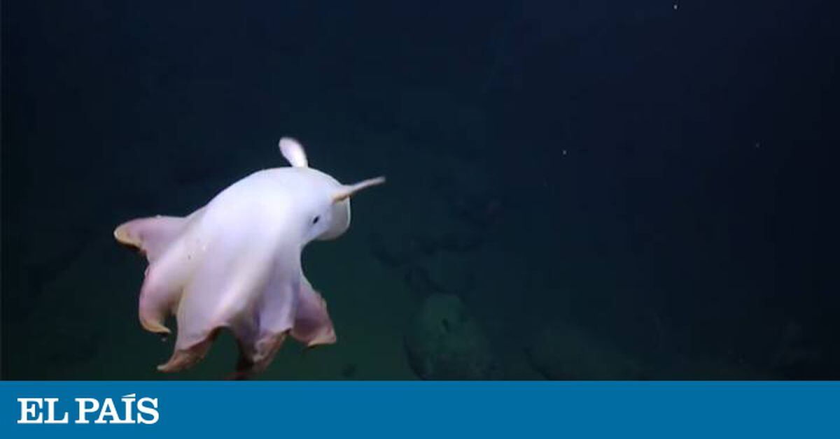 Asi Es El Pulpo Que Se Parece A Dumbo Videos El Pais