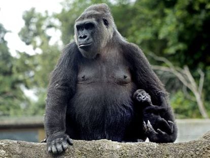 Esa cosita que se agarra al brazo de su madre es 'Gaika', un gorila de dos meses.