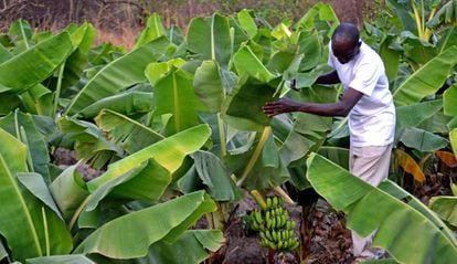 Kalilu Jammeh enseña los primeros plátanos de los bananeros de Jirong, con los que espera crear oportunidades para los jóvenes de su país. 