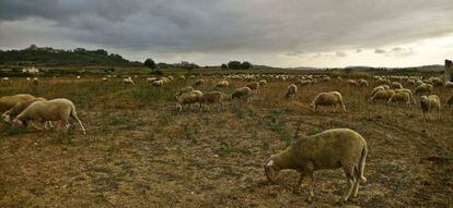 Un reba&ntilde;o de ovejas pasta en Santa Margarita (Mallorca).