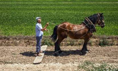 Arriba, una cuadrilla de plantadores de arroz se dirige a los campos.Abajo, un labrador, Pascual Villagrasa, que aún emplea su caballo.