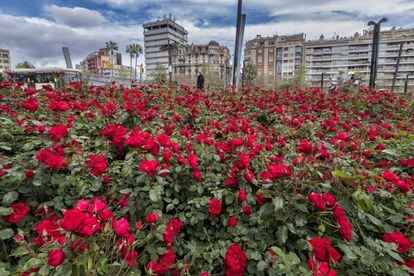 Jardins de la plaça Lesseps de Barcelona, on les roses han crescut sense jardiners des de l'inici del confinament pel coronavirus.