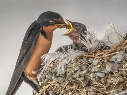 Un pájaro alimentando a su cría. Getty images