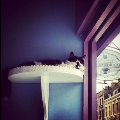 Uno de los felinos residentes en Lady Dinah’s, un café para gatos y humanos en Bethnal Green (Londres).