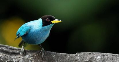 En Colombia existen más de 1.920 especies de aves.