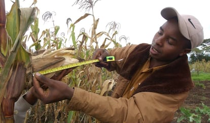 Un joven agricultor mide un cultivo de maíz en Kenia.