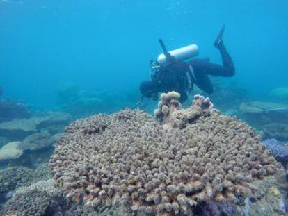 La frecuencia de los eventos de blanqueamiento de los corales se ha multiplicado por cinco en las últimas cuatro décadas, según un estudio publicado en  Science 