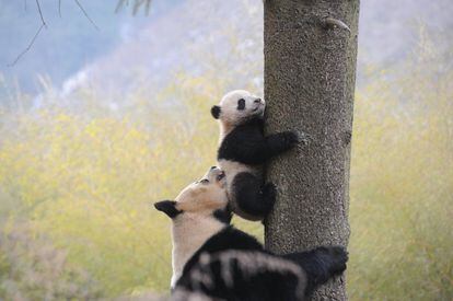 Dos pandas en el Centro Hetaoping de Investigación y Conservación en Wolong, en la provincia de Sichuan (China).
