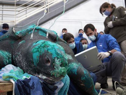 Tortuga laúd tratada en el Oceanogràfic de Valencia.