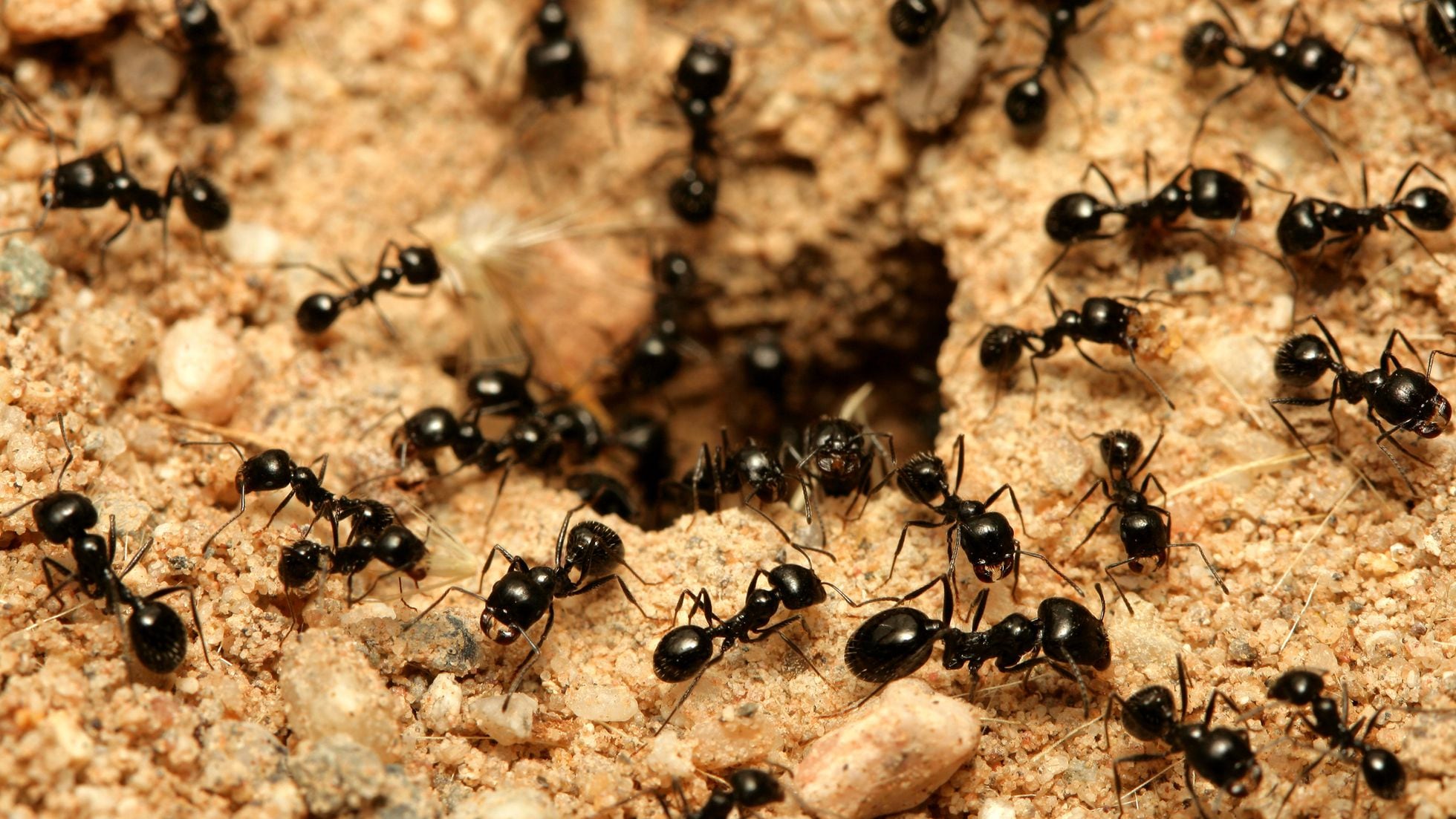 Куча муравьев