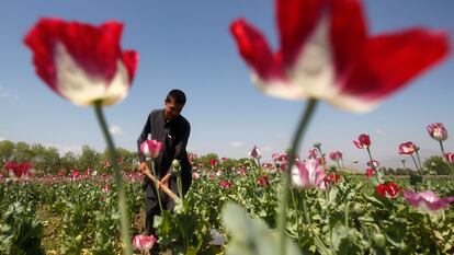 Un agricultor afgano trabajaba en un campo de amapolas, en Jalalabad, en abril de 2014.