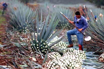 Un hombre corta una planta de agave para extraer la piña que se usa para hacer tequila en Jalisco el 23 de julio.