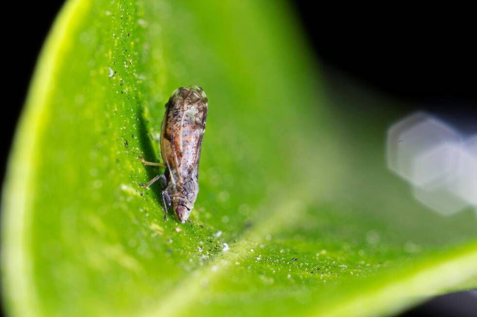 El psílido asiático es el insecto que transporta la bacteria del dragón amarillo, letal para los cítricos.