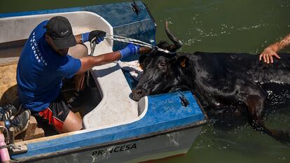 ‘Bous a la mar’: los toros no deberían nadar