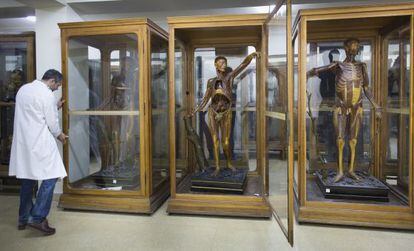 Cuerpos de cera policromada del siglo XIX en el museo de anatomía Javier Puerta, en la facultad de Medicina.