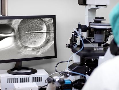 Un investigador observando en un microscopio la fecundación de un óvulo.