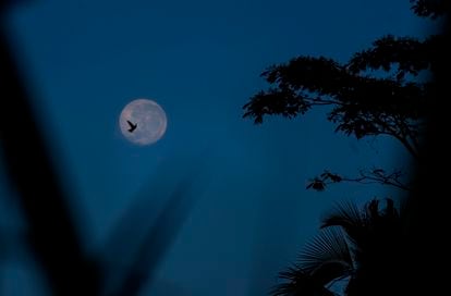 Un vencejo vuela frente a la luna mientras caza insectos.