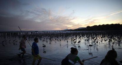 Un grupo de voluntarios localiza a los flamencos para ser anillados.