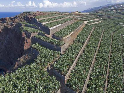 Plantaci&oacute;n de pl&aacute;tanos en Canarias