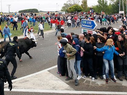 Imágenes tomadas durante el transcurso del Toro de la Vega 2015