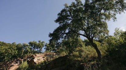 Sureras en el término de Eslida, en la Sierra de Espadán.