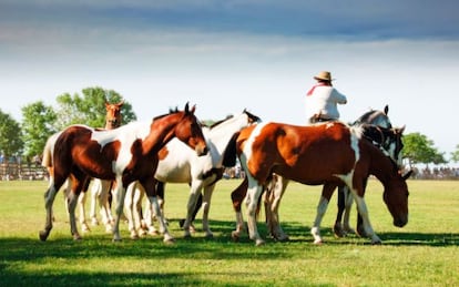 Un jinete durante el festival gaucho de San Antonio de Areco (Argentina).