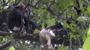 El cadáver del pequeño chimpancé albino yace en una rama mientras otras crías lo inspeccionan.