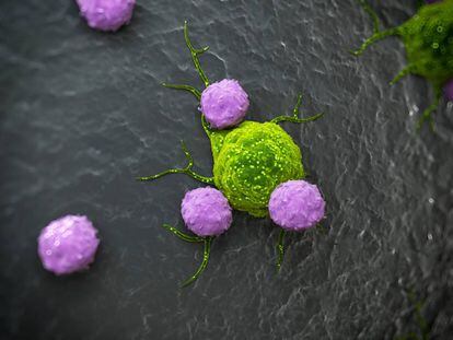 Recreación artística de linfocitos atacando una célula cancerígena.