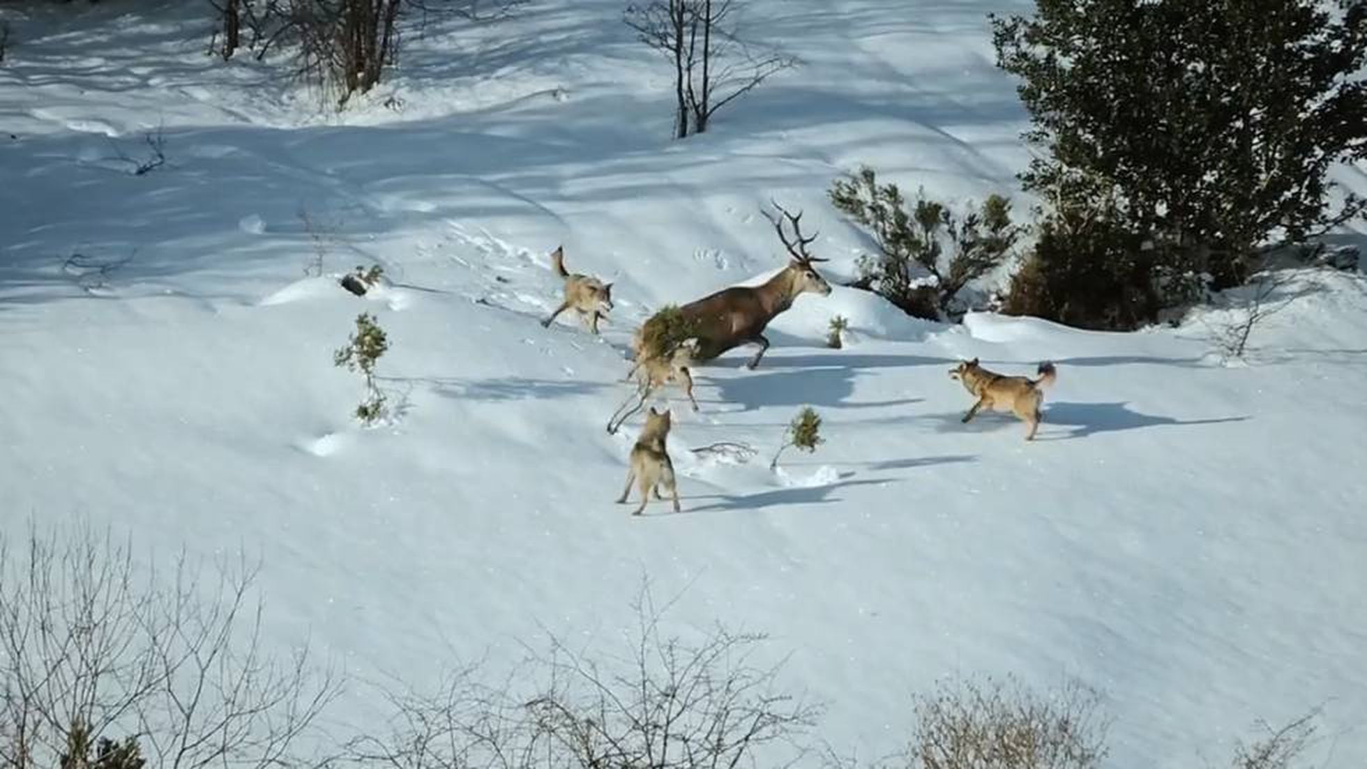 Introducir 94+ imagen lobos cazando en la nieve