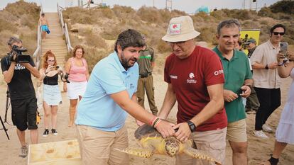 El presidente en funciones de la Región de Murcia, Fernando López Miras, ayuda a liberar un ejemplar de tortuga boba en la playa de la Carolina, en el espacio protegido de Cuatro Calas , en Águilas, en la Región de Murcia, este jueves.