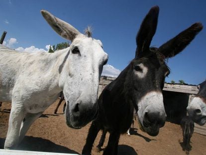 Tres Burros en Madrid, en una imagen de archivo.