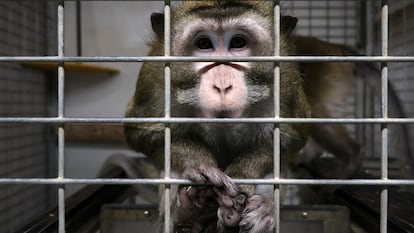 Un macaco en una jaula en las instalaciones del laboratorio Vivotecnia, en Madrid, cerrado por supuesto maltrato animal