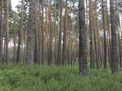 Un pinar de pino silvestre con una elevada densidad de individuos adultos y regenerados.