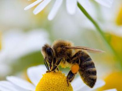 Abeja recolectando polen.