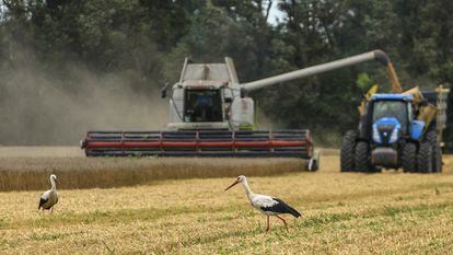 Campo de trigo cercano a la localidad ucrania de Zghurivka, en agosto pasado.