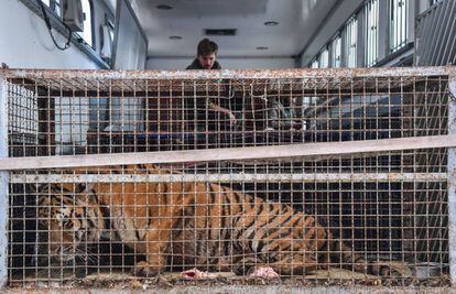 Uno de los tigres, aún dentro de la jaula y el camión en el que llegaron hasta el puesto fronterizo de Koroszczyn.