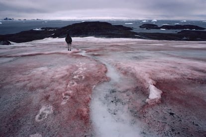 Efecto del alga que convierte la nieve en rosa, en el glaciar McLeod de la Antártida.