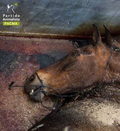 Imagen de equinos muertos en El Roc&iacute;o, el pasado 2015. 
