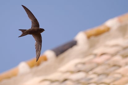 Un vencejo en vuelo.